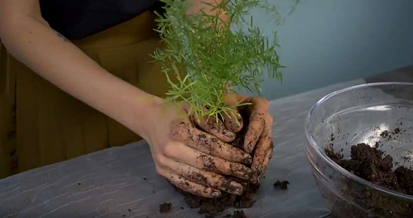 Kokedama z asparágusu: vytvořte kouli
