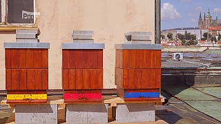 Včely na střeše