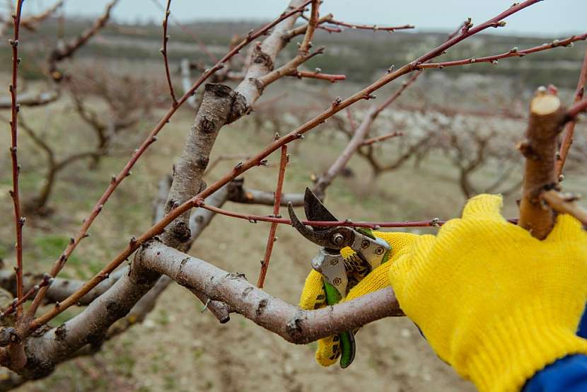 Ovocné stromy v zimě prořezávejte až v době, kdy teplota neklesá pod -5°C. Ideální je konec února a počátek března.