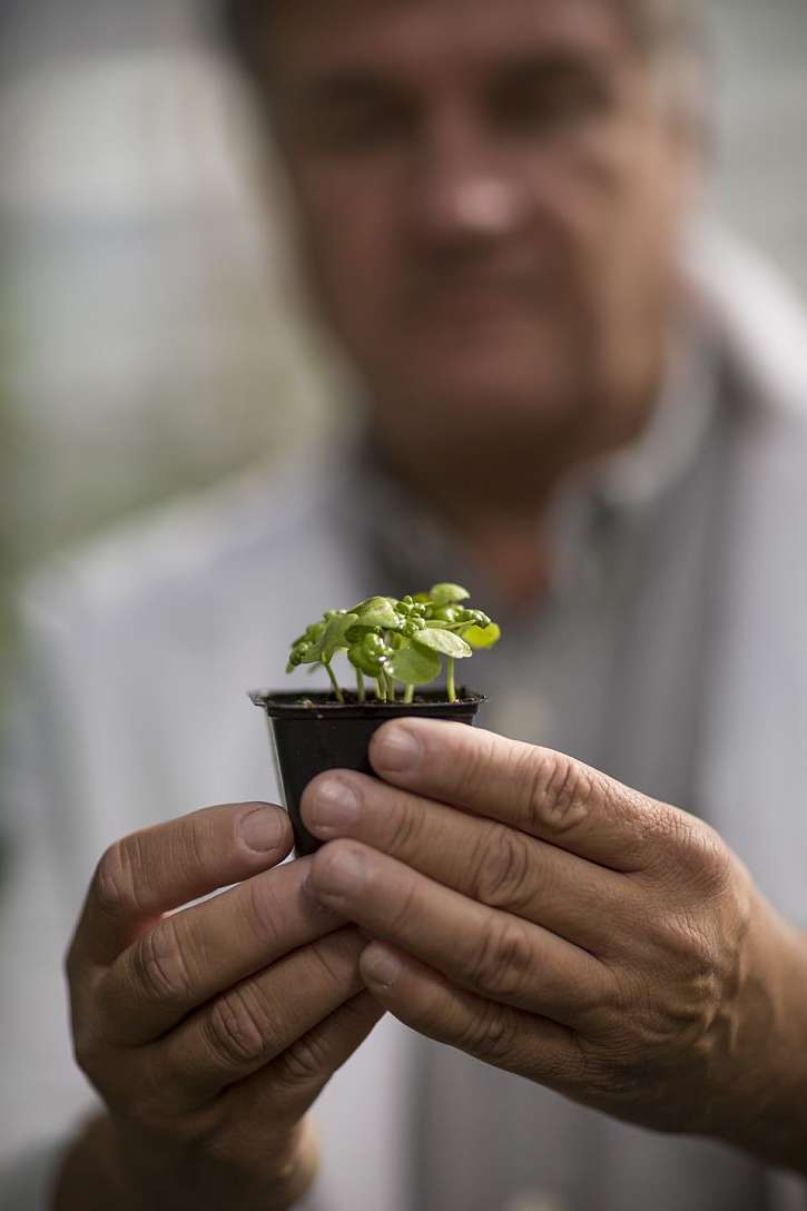 Víte, co je to hydroponie? Pohodlné pěstování rostlin bez hlíny