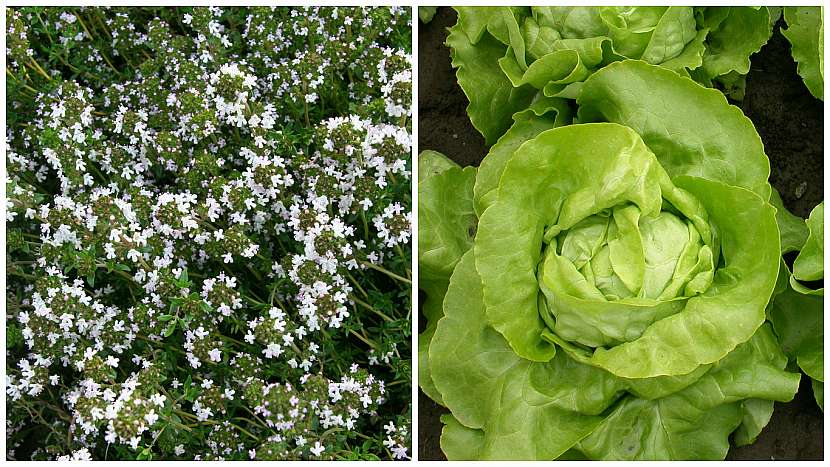 Tymián obecný (Thymus vulgaris) ochrání hlávkový salát