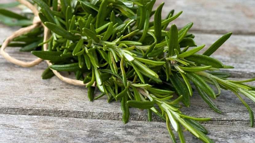 Jak proti chřipce: rozmarýn lékařský (Rosmarinus officinalis)