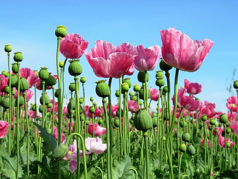 Mák setý (Papaver somniferum)
