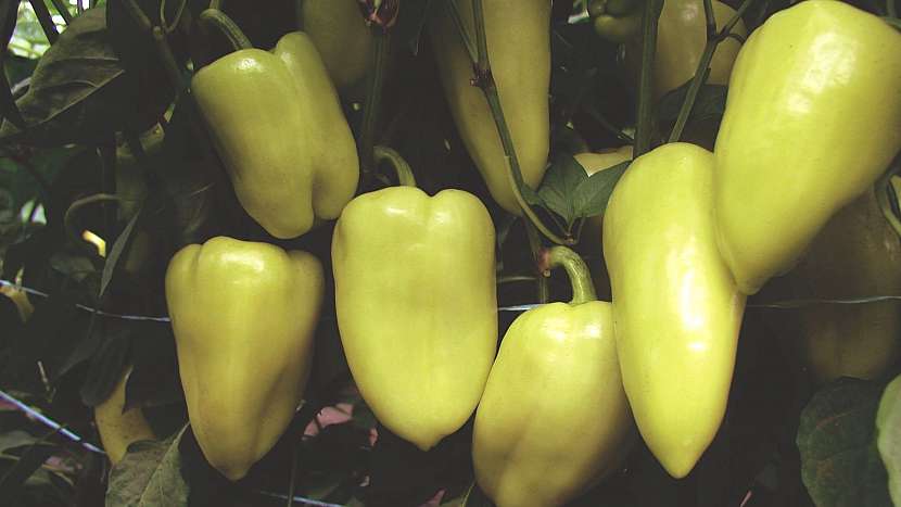 Paprika roční (Capsicum annuum): odrůda Slovana F1