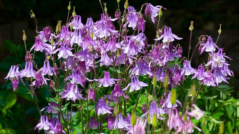 Jedovaté rostliny: orlíček obecný (Aquilegia vulgaris)