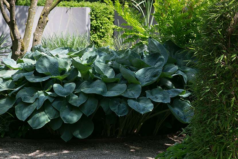 Velkolistá hosta ve stínu na předzahrádce
