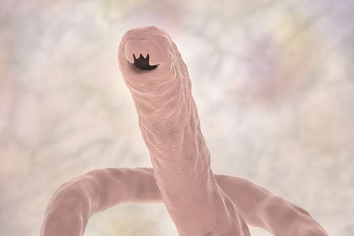 Larva měchovce psího způsobuje hostiteli zranění v místě vstupu do kůže