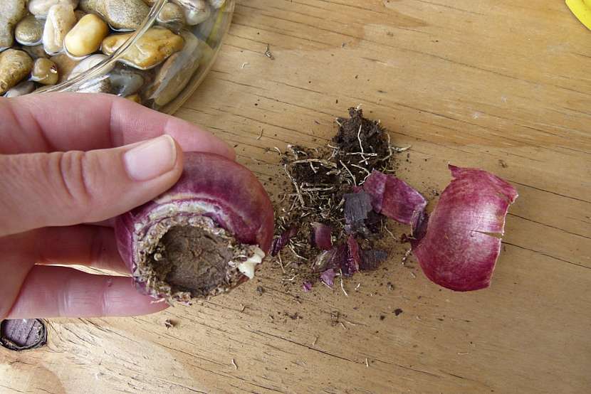Rychlení hyacintů: očistěte cibule