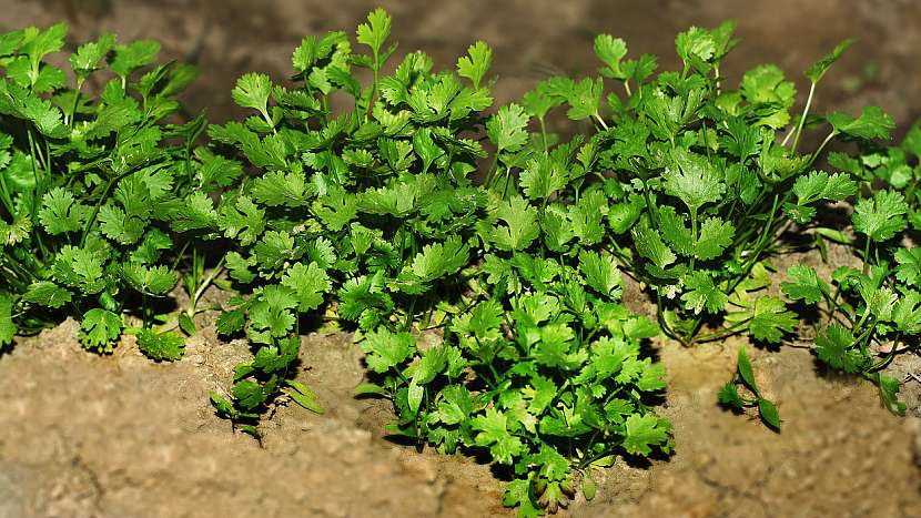 Jak pěstovat koriandr setý (Coriandrum sativum) za zahradě na záhonu