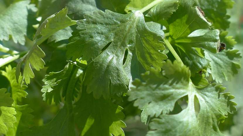 7 druhů koření na podporu hubnutí: koriandr setý (Coriandrum sativum)