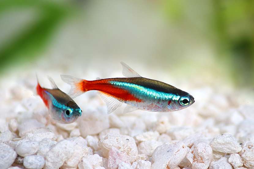 Neonka obecná (Paracheirodon innesi)