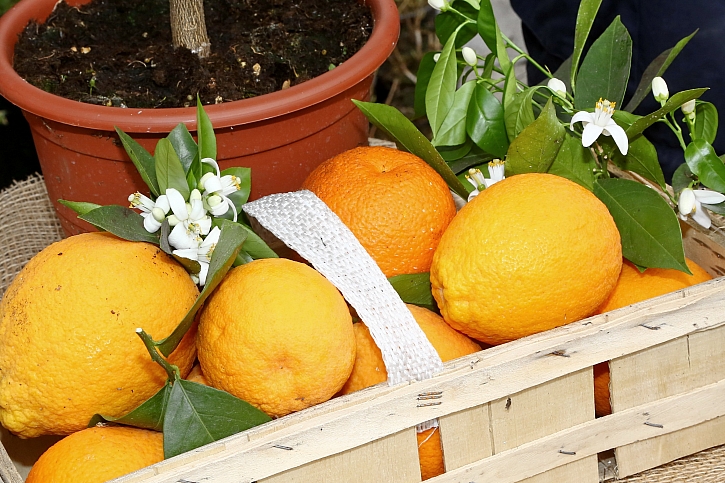 Roubování citrusů: Jak zkrátit dobu od vysetí semínka po první sklizeň