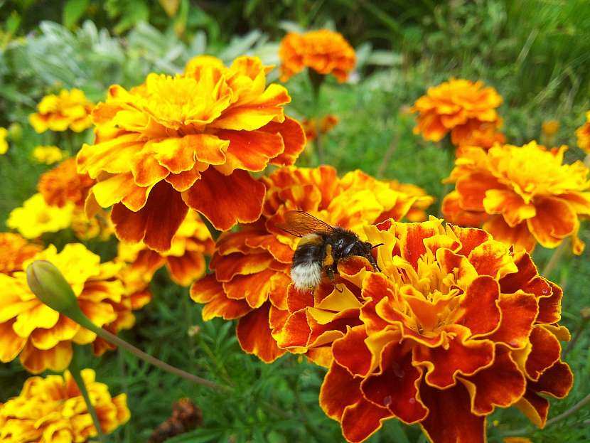 Aksamitník (Tagetes)