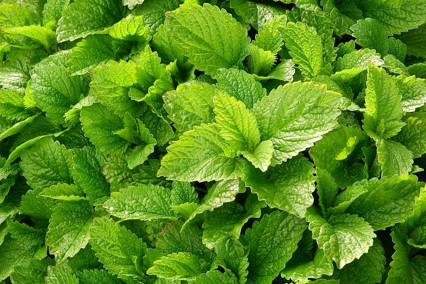 Meduňka lékařská (Melissa officinalis)