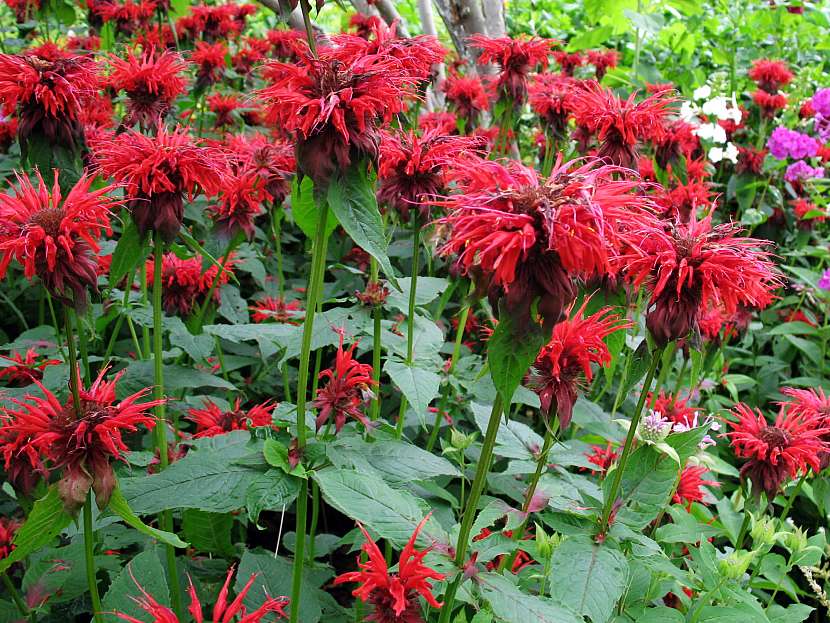 Monarda