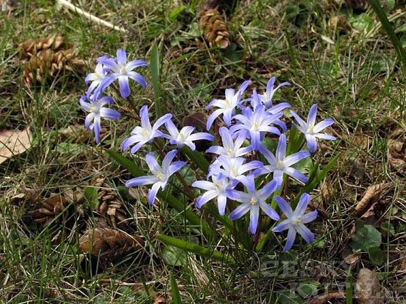 Ladonička - hybridy