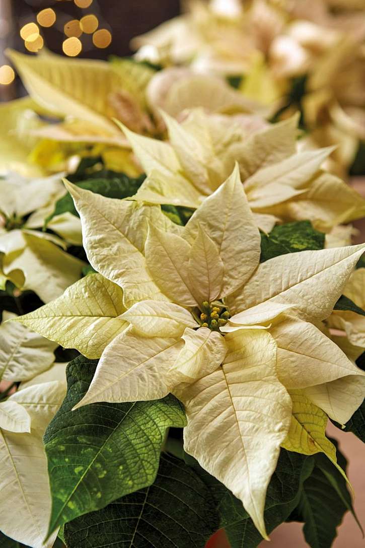 Poinsettie milují a potřebují světlo.