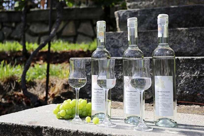 Kam na výlet: Nastal čas vinobraní… 5