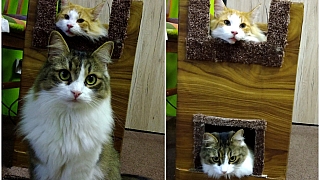 DIY domeček pro dvě kočky