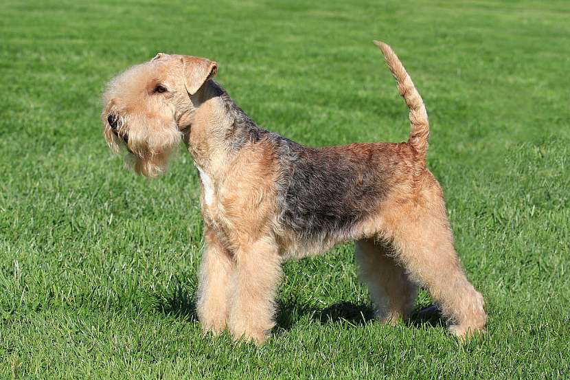 Lakeland teriér