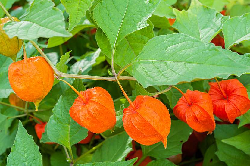 Mochyně židovská třešeň (Physalis alkekengii)