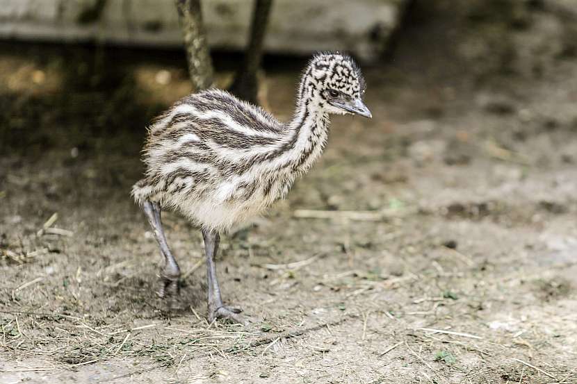 Přání pro šťastný život emu Amu 1