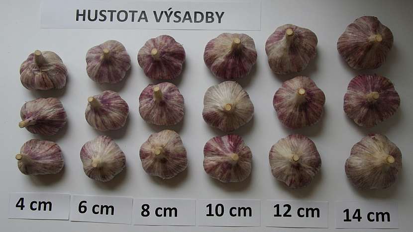 Hustota výsadby česneku - odrůda Karel IV.