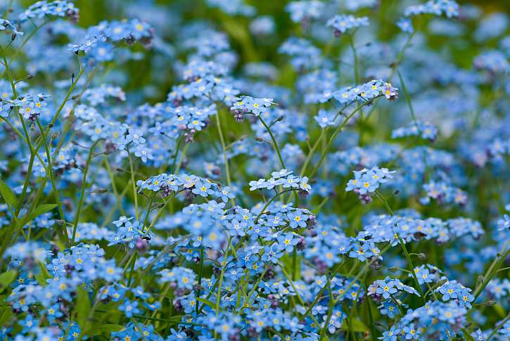 Pomněnka má krásné drobné modré květy
