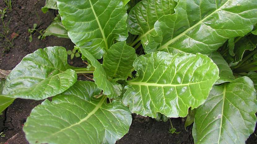Mangold odrůda Perpetual Spinach (Gator)