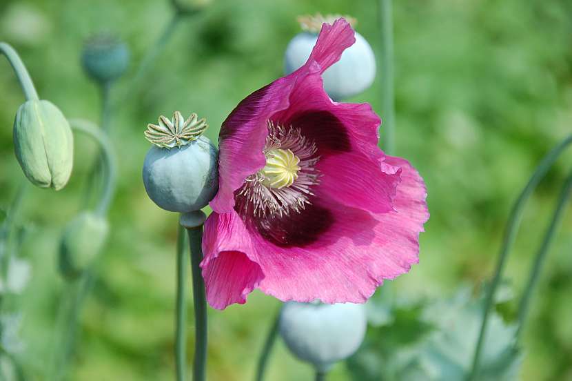 Mák setý (Papaver somniferum)