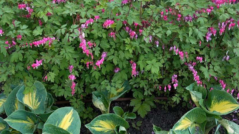 Předpověď počasí a zahrada: srdcovku nádhernou (Dicentra spectabilis) teď můžeme zmladit nebo rozmnožit