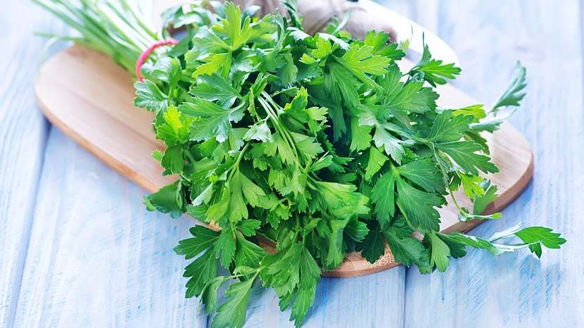 Pikantně aromatická petržel zahradní naťová hladkokolistá