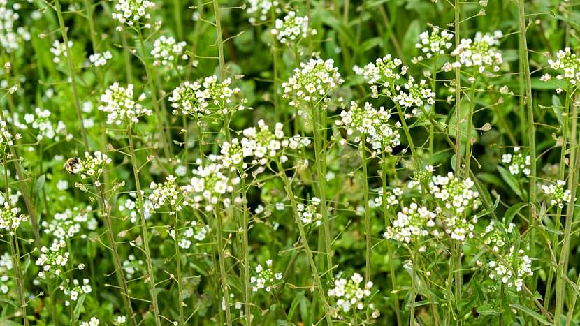 Kokoška pastuší tobolka (Capsella bursa-pastoris) je nenáročná a odolná bylinka