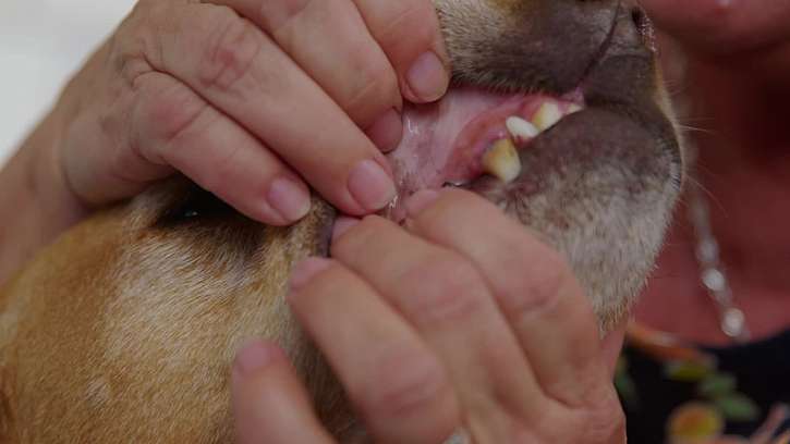 Kontrola zubů u psa.