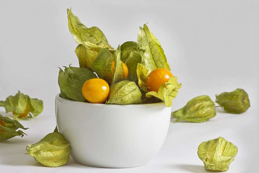 Mochyně peruánská (Physalis peruviana)