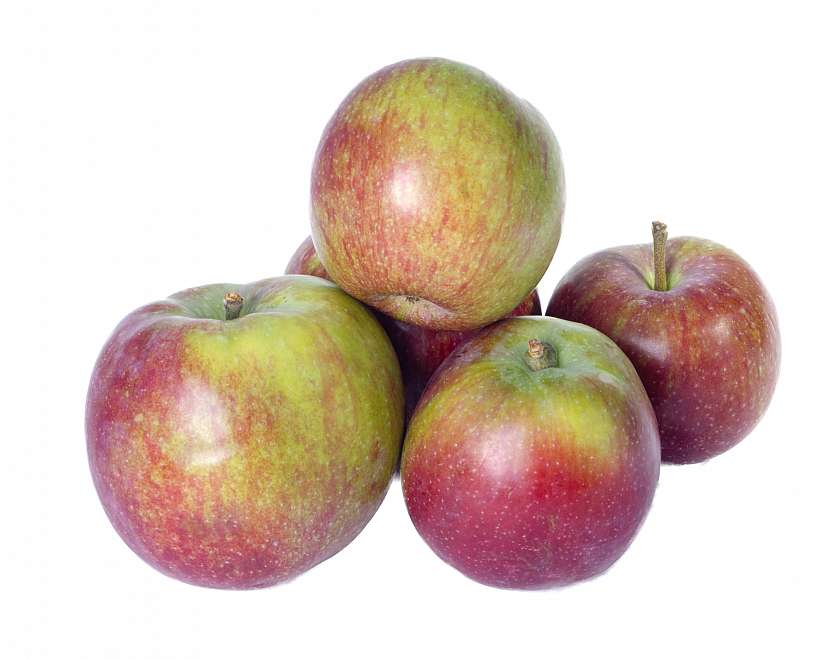 Mac Intosh