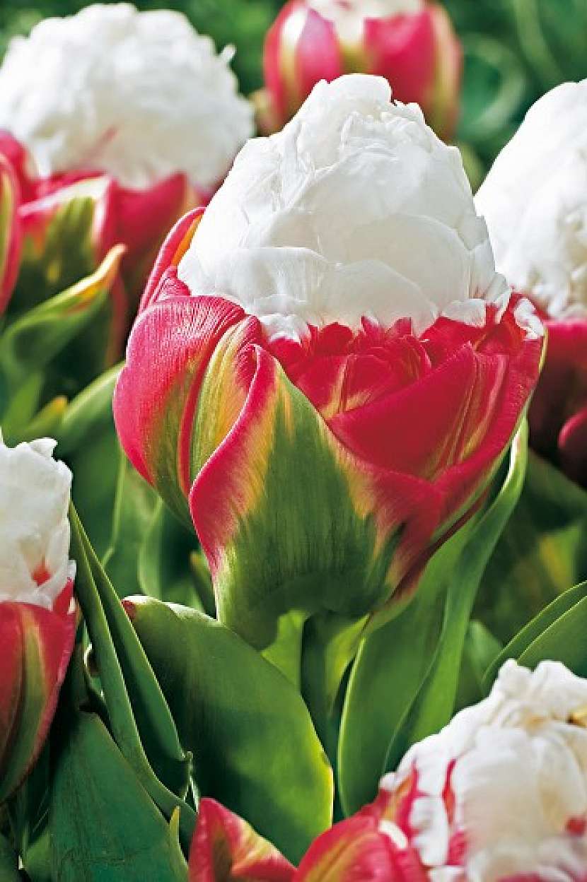 Tulipány „Ice Cream“