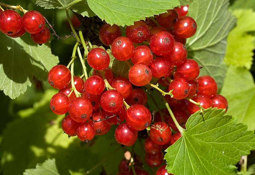 Americké padlí může napadnout i stromky a keře rybízu