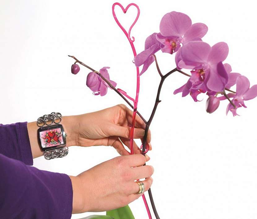 Rod Phalaenopsis (česky někdy nazývaný můrovec)