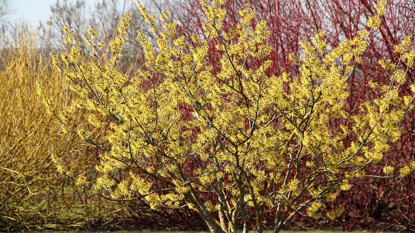 Hamamelis mollis 'Pallida'