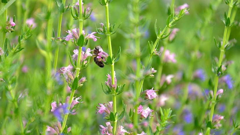 Yzop lékařský (Hyssopus officinalis)