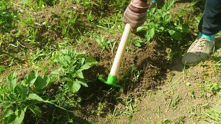 Při okopávání brambor je potřeba odstraňovat důsledně plevel