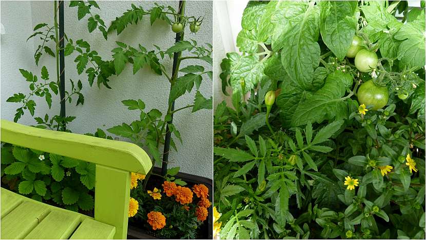 Zahrádka na balkoně: Balkon po jednom měsíci
