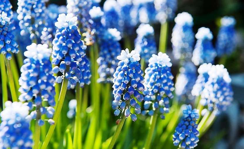 Modřenec modrý (Muscari azureum)