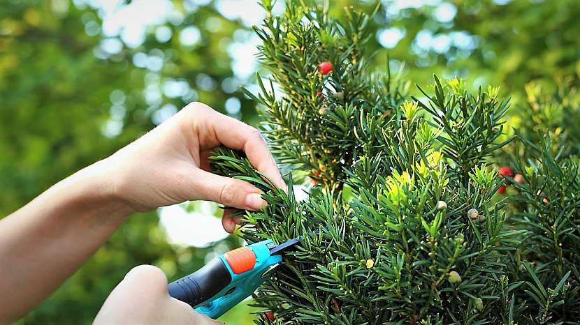 Stříhání živého plotu: tis (Taxus) je jehličnatá dřevina, která dobře snáší i silný řez,