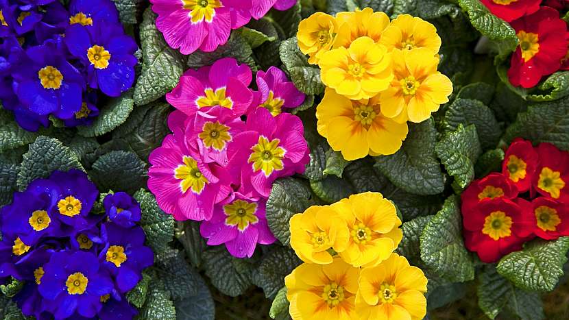 Prvosenka jarní (Primula vulgaris) neboli primule či petrklíč patří k prvním jarním květům