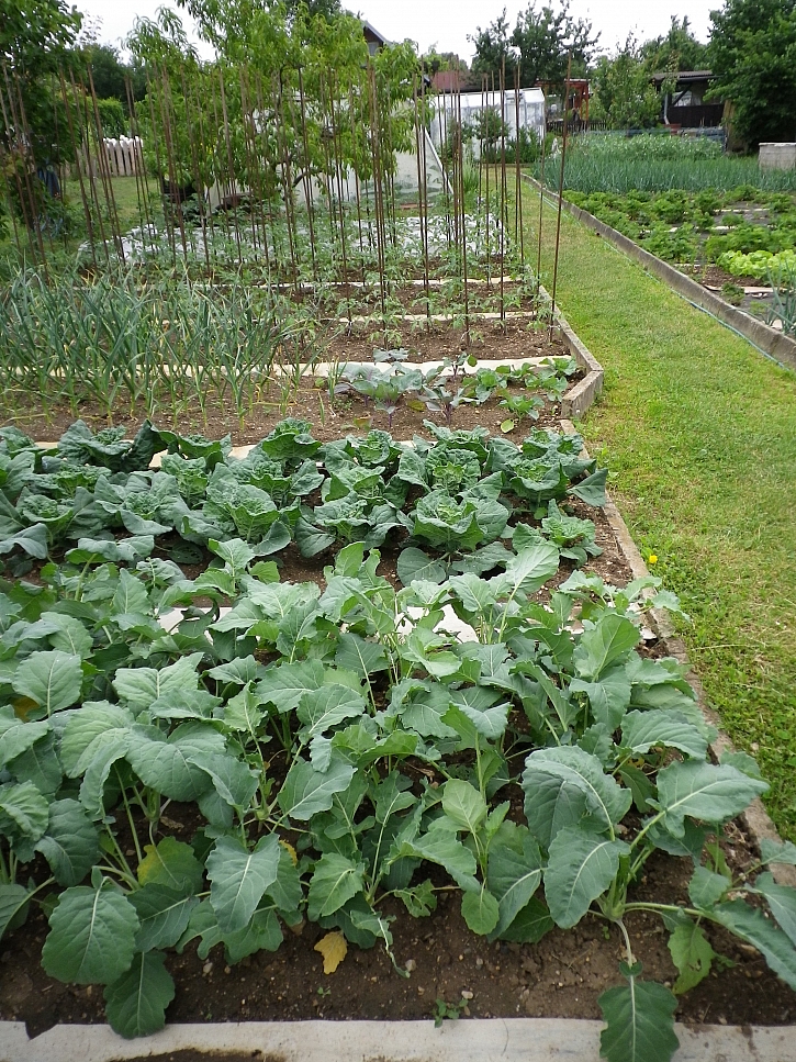zeleninové záhony 1