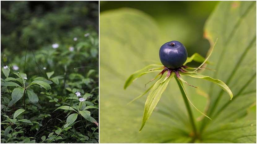 Vraní oko čtyřlisté (Paris quadrifolia)