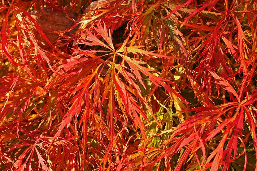 Acer Dissectum