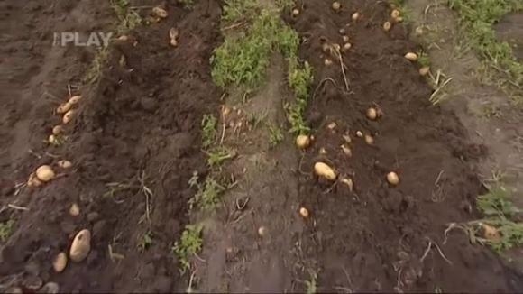 Kdy a jak sklízet a skladovat brambory